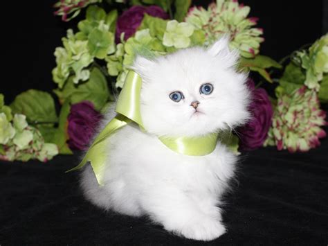 Reputable florida persian cat breeder offering doll face teacup kittens. Teacup Kittens for Sale at CatsCreation - CatsCreation