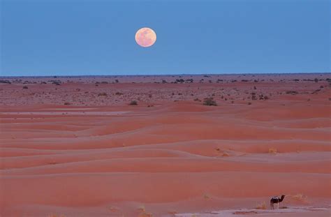 Full Moon Over Sahara Desert By Dave Stamboulis Travel Photography