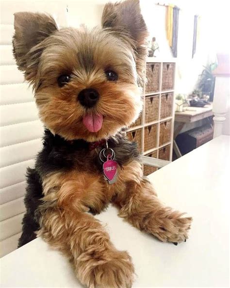 18 Things Only Yorkie Moms Will Understand Yorkie Puppy Yorkshire