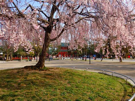 Cherry Blossoms By Heian Shrine Kyoto Rjapanpics