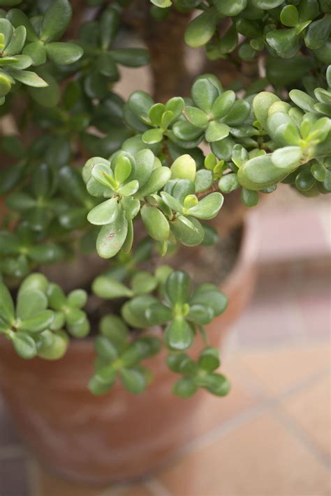 Growing jade outside jade in the garden will grow best in a sandy loam soil. These 30 Indoor Plants Are Almost Impossible to Kill ...