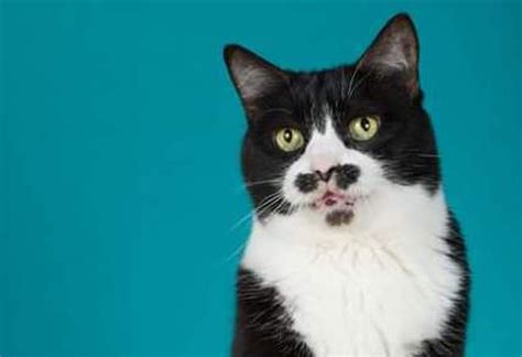Pa Cats Unique ‘goatee Helps It Find Fame In Pet Food Ads And Cat