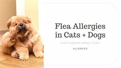 Flea Allergies In Cats And Dogs — River Landings Animal Clinic In