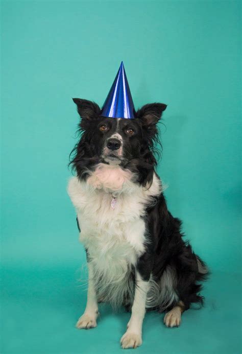 Black And White Border Collie Sitting Against A Blue Background Wearing