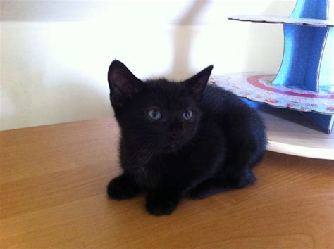 See more ideas about kittens, cute cats, cats and kittens. BEAUTIFUL BABY BOY BLACK KITTEN | Lytham St Annes ...