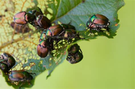 11 types of beetles in california