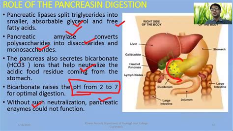 Role Of Pancreas Liver And Gastric Glands In Digestion Youtube