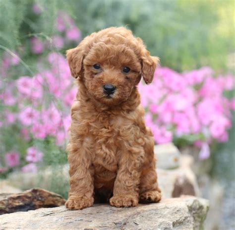 French Poodle Puppies For Sale Gauteng Puppies Lover 88