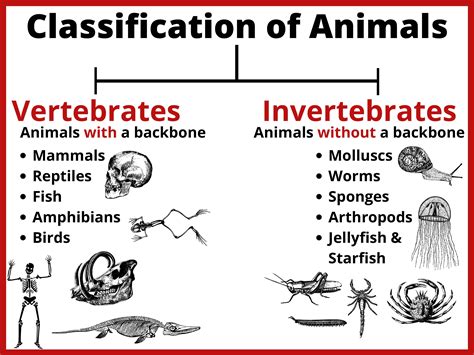 Classification Of Vertebrates Animals Scheme Ph