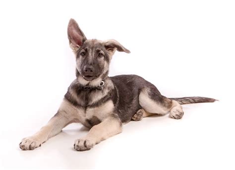 Shiloh Shepherd Dog Breed Info Pictures Traits Puppies And Facts Hepper