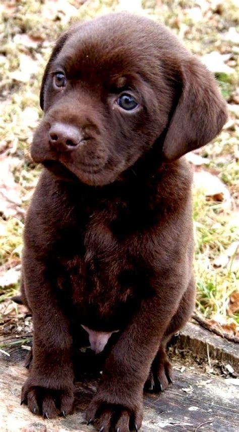 Chocolate Labrador Retriever Puppy Ð¡Ð½Ð¸Ð¶Ð°Ð½Ð° Chan Cute