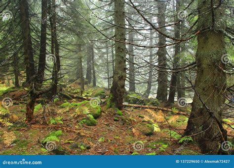 Wild Green Forest With Old Spruces In Late Autumn Stock Photo Image