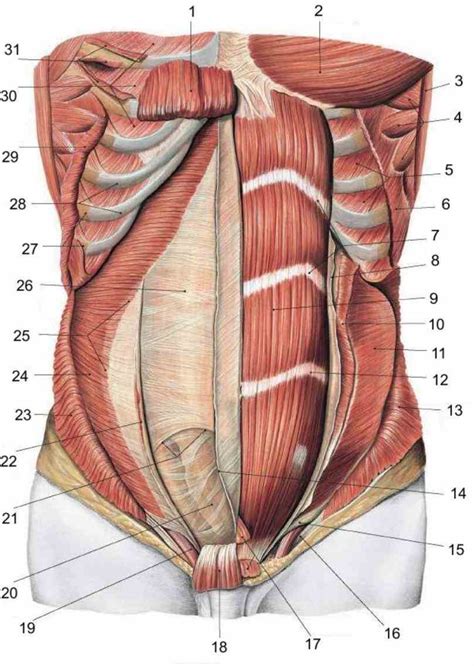 Abdominal Muscle Anatomy Male Male Figure With Abdominal Anatomy