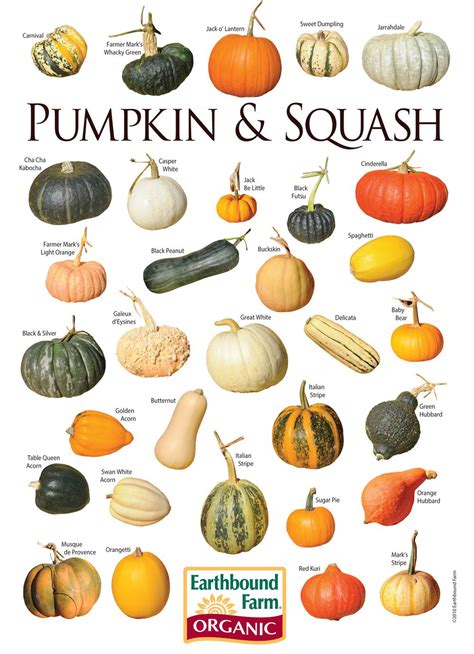 Die Besten 25 Types Of Pumpkins Ideen Auf Pinterest Kürbissort