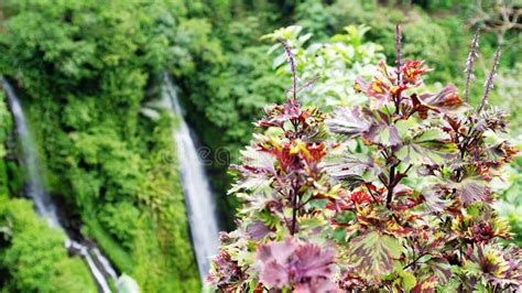 Beautiful Pink Flowers By Mountain Waterfall In Tropical Jungle Stock