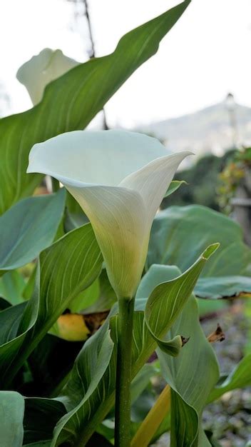 Premium Photo Beautiful White Flowers Of Zantedeschia Aethiopica Also