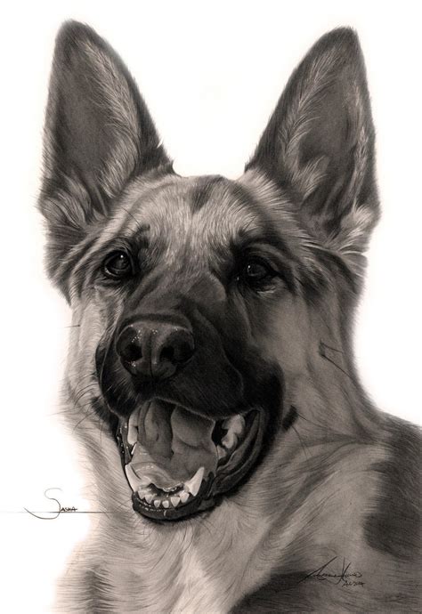 Commission Sasha The German Shepherd By Captured In Pencil On