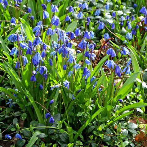 Scilla Siberica Spring Beauty Easy To Grow Bulbs