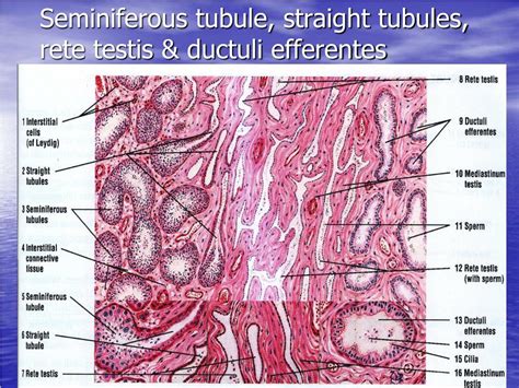 Ppt Histology Of The Male Reproductive System Repro 5 Powerpoint