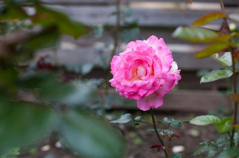 Hot Pink Rose Blooming In The Garden Stock Photo Image Of Conceptual