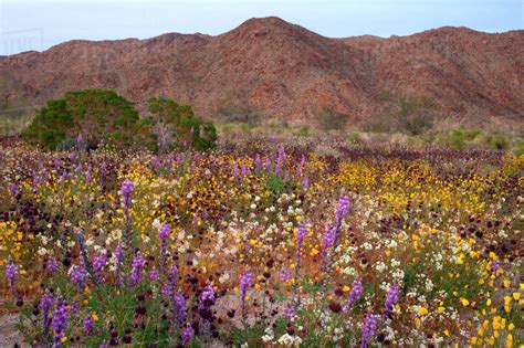 Usa California Joshua Tree National Park Desert Wildflowers Stock
