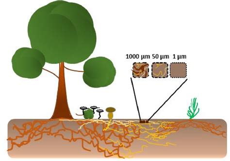 Figure 1 From Restriction Of Plant Roots In Boreal Forest Organic Soils