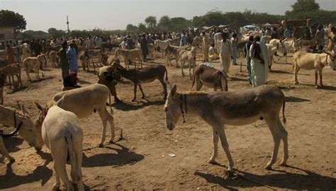 Pakistan Becomes Third Largest Country In Donkey Population