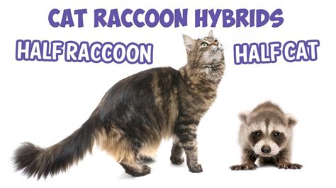 Cat Raccoon Hybrids Half Raccoon Half Cat Maine Coon Cat Breed