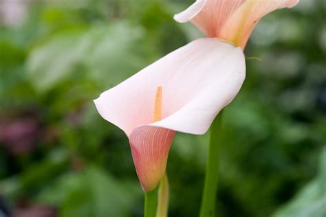 Calla Lily Zantedeschia Plant Grow And Care For Calla Lilies Bbc