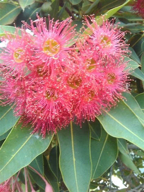 Western Australian Flowering Gum Corymbia Ficifolia Australian