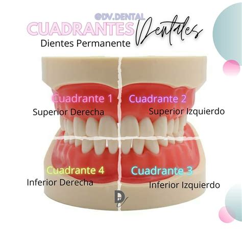 Cuadrantes Dentales Dientes Permanente Dental Hygiene School Dental Dentistry