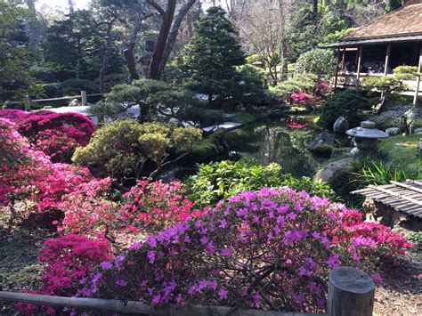 Japanese Tea Garden In Full Bloom