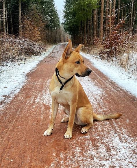 Basenji Rhodesian Ridgeback Mix