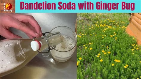 Dandelion Soda Naturally Fermented With A Ginger Bug