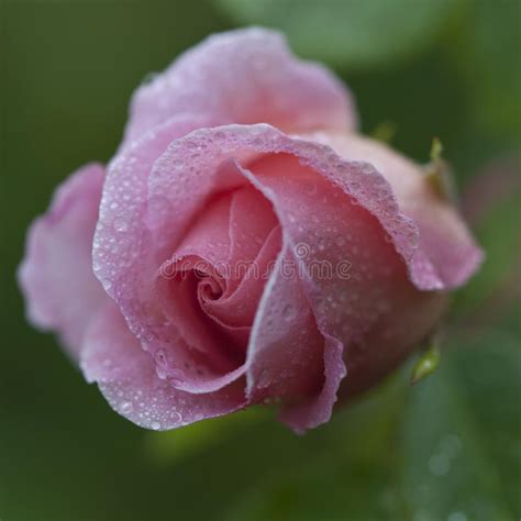 A Closeup Of Pink Rose Bud Covered With Morning Dew Stock Image Image
