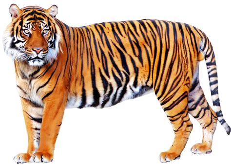 Bengal Tiger PNG File PNG, SVG Clip art for Web - Download Clip Art