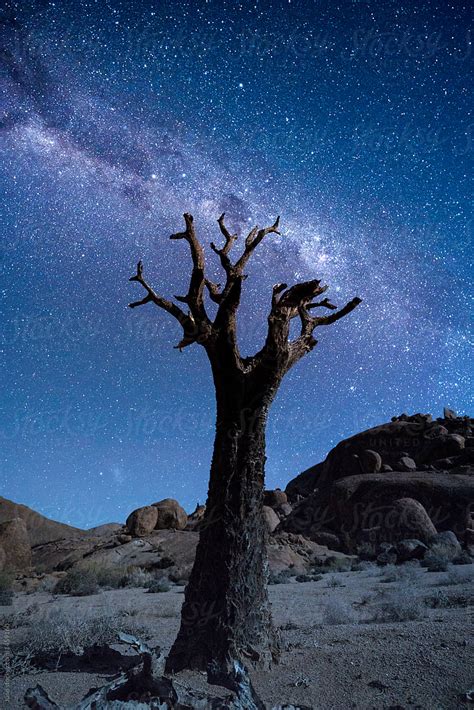 Desert Night Sky Filled With Stars And A Tree By Stocksy Contributor