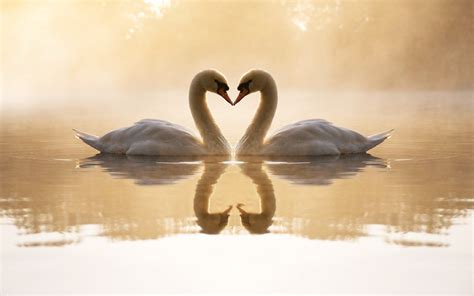 Loving Swans Wallpapers Hd Wallpapers Id 9906