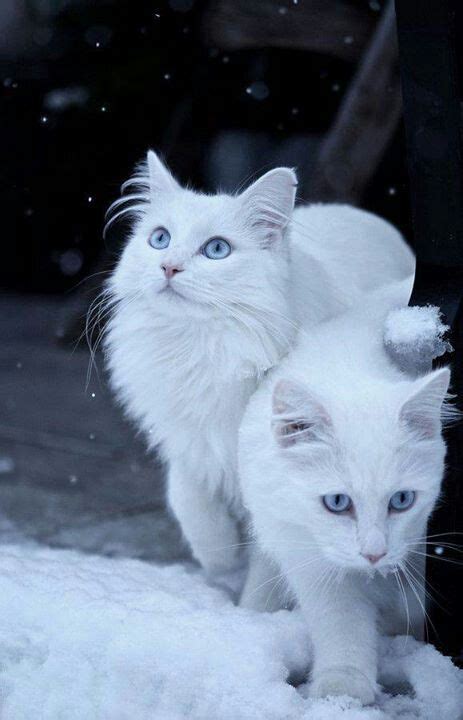 White Cats In The Snow Beautiful Cute Animals Pretty