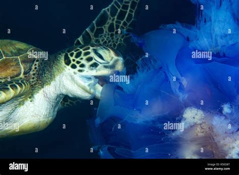Sea Turtle Eating Jellyfish Hi Res Stock Photography And Images Alamy