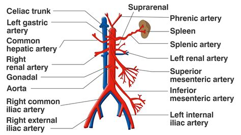 Veins and arteries diagram artery structure function and disease. Functions of the Celiac Artery Explained With a Labeled ...