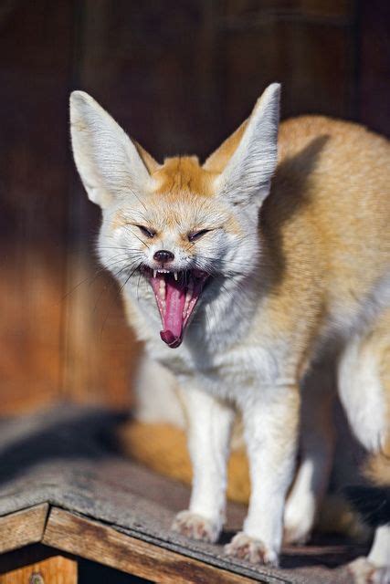 Fennec Fox Yawning Animals Zone Animals Fantastic Fox Cute Animals