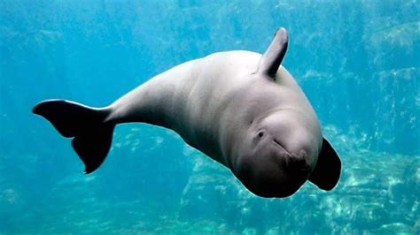Vancouver Aquarium Beluga Death As Second Beluga Dies At Vancouver