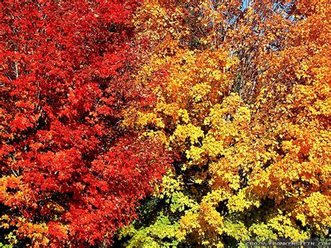 66 Fall Colors Wallpaper Wallpapersafari