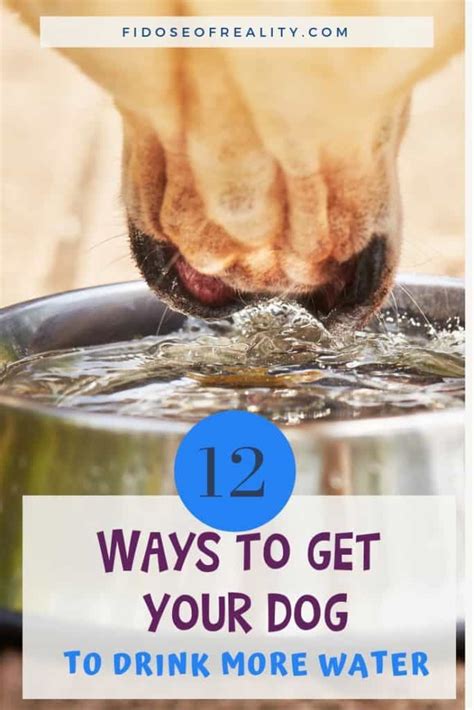 Puppies, on the other hand, are different. How to Get Your Dog to Drink More Water With Time Tested ...