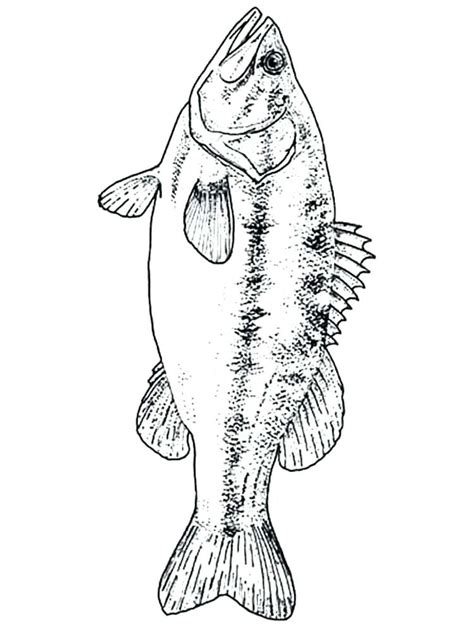 Fish & wildlife natchitoches national fish hatchery reprinted by iowa department of natural resources' fish iowa! Largemouth Bass Coloring Pages at GetColorings.com | Free ...
