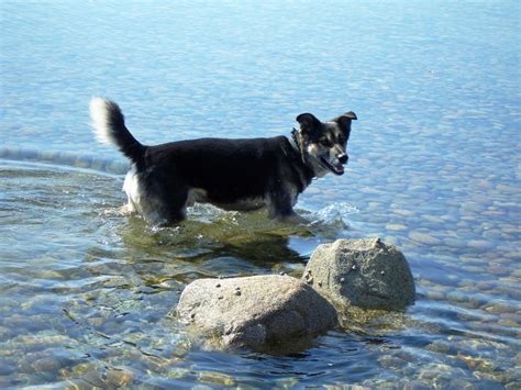 Free Images Beach Sea Ocean Play Puppy Animal Canine Swim Pet