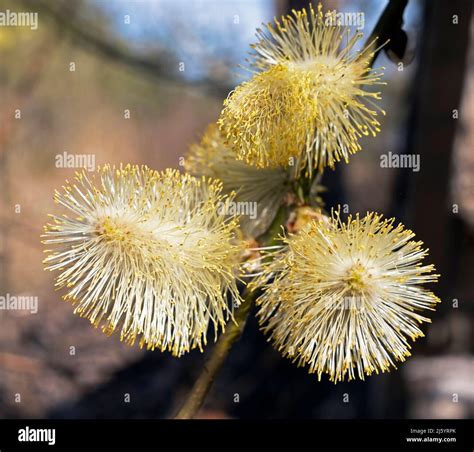 Willow Catkins In Closeup Stock Photo Alamy