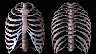 The lungs stretch from close to the backbone in the rib cage to the front of the chest and downwards from the lower and outer sides of the lungs face the ribs, which make light indentations on their surfaces. How Many Ribs Do Men and Women Have? | Reference.com