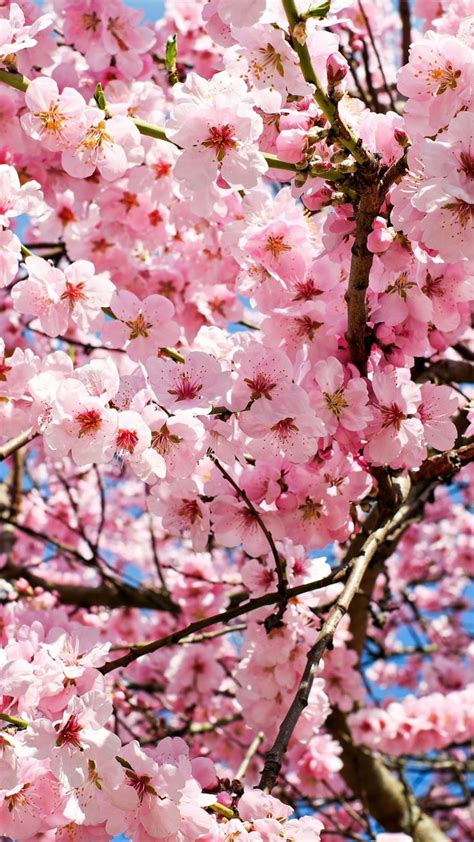 Cherry Blossoms Cherry Blossom Wallpaper Cherry Blossom